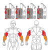 O-007A Cable Biceps & Triceps - Image 7